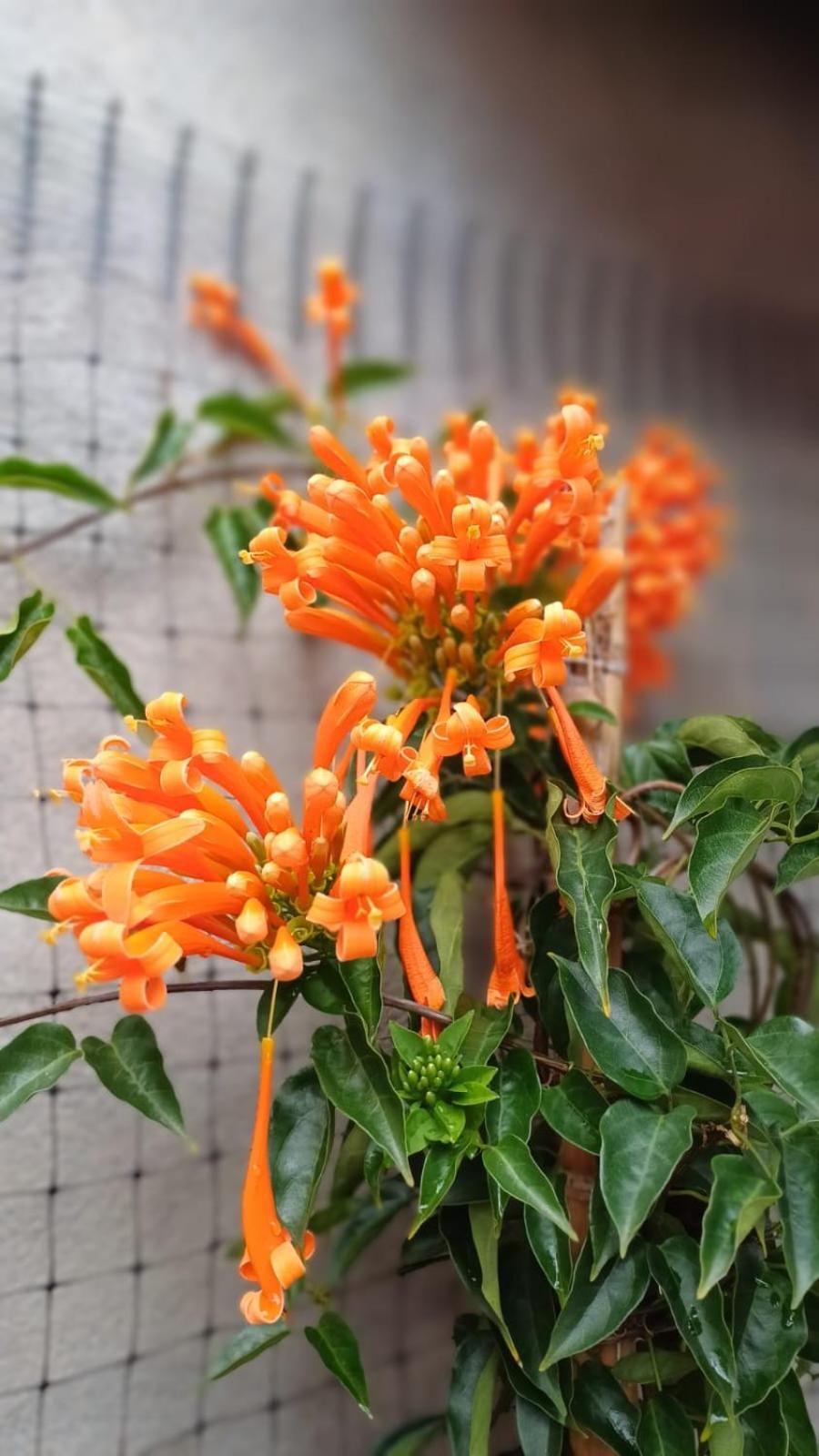 Hostal El Chili Pijao 外观 照片